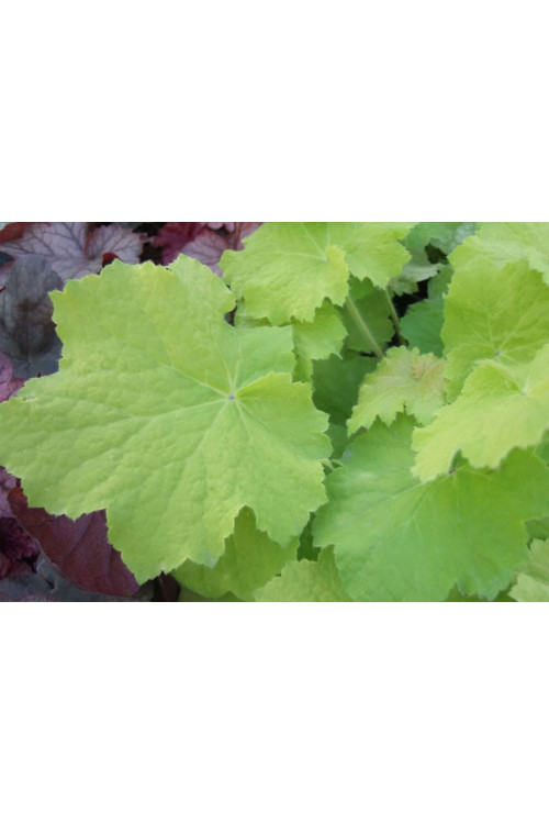 Żurawka 'Pistache' Heuchera