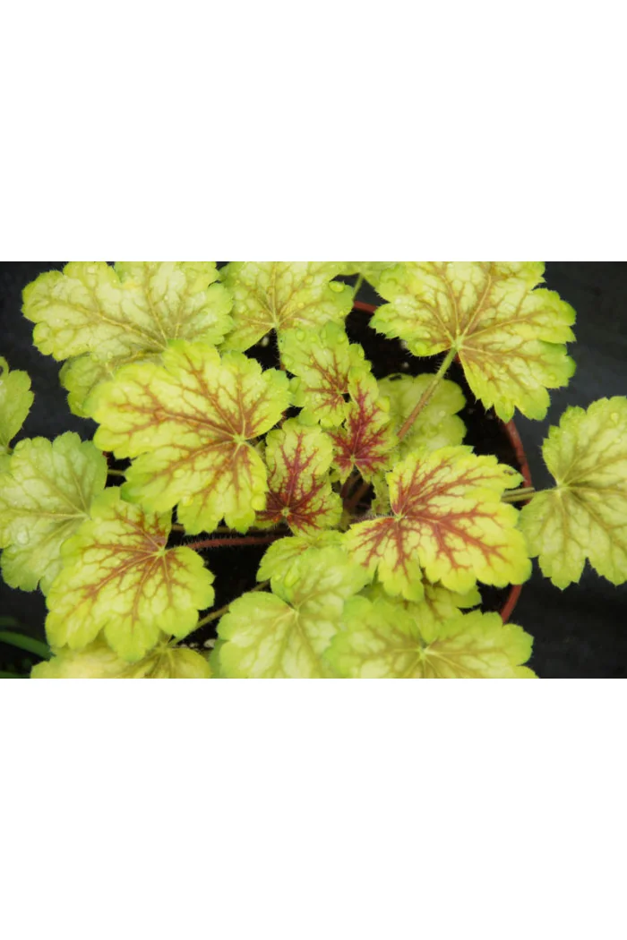 Żurawka MASTER PAINTER 'Da Vinci' Heuchera