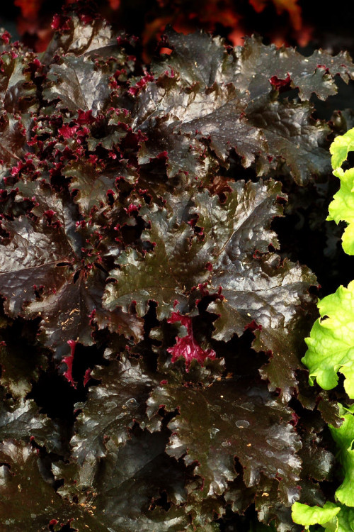 Żurawka 'Midnight Ruffles' Heuchera