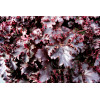 Żurawka 'Midnight Ruffles' Heuchera
