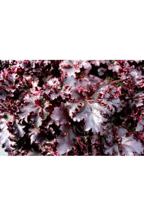 Żurawka 'Midnight Ruffles' Heuchera