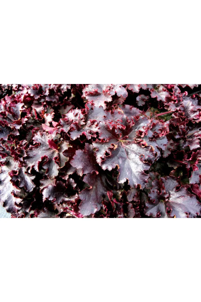 Żurawka 'Midnight Ruffles' Heuchera