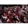 Żurawka 'Midnight Ruffles' Heuchera