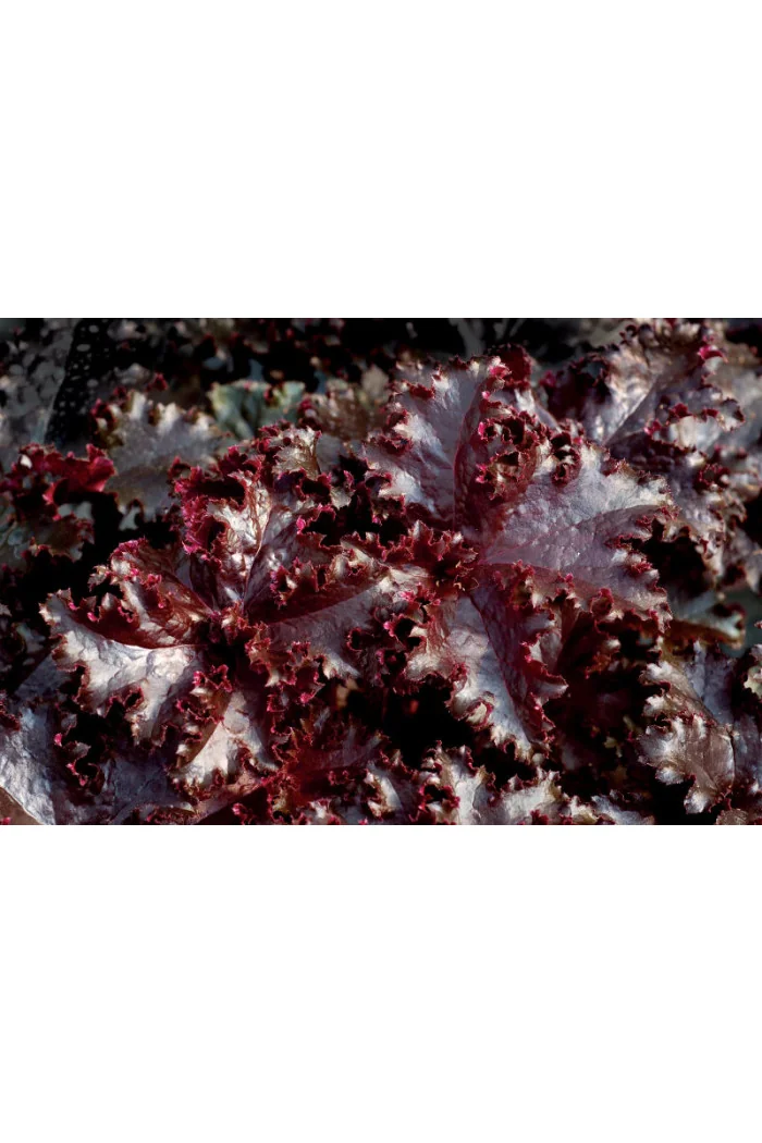Żurawka 'Midnight Ruffles' Heuchera
