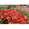 Żurawka 'Peach Flambe' Heuchera
