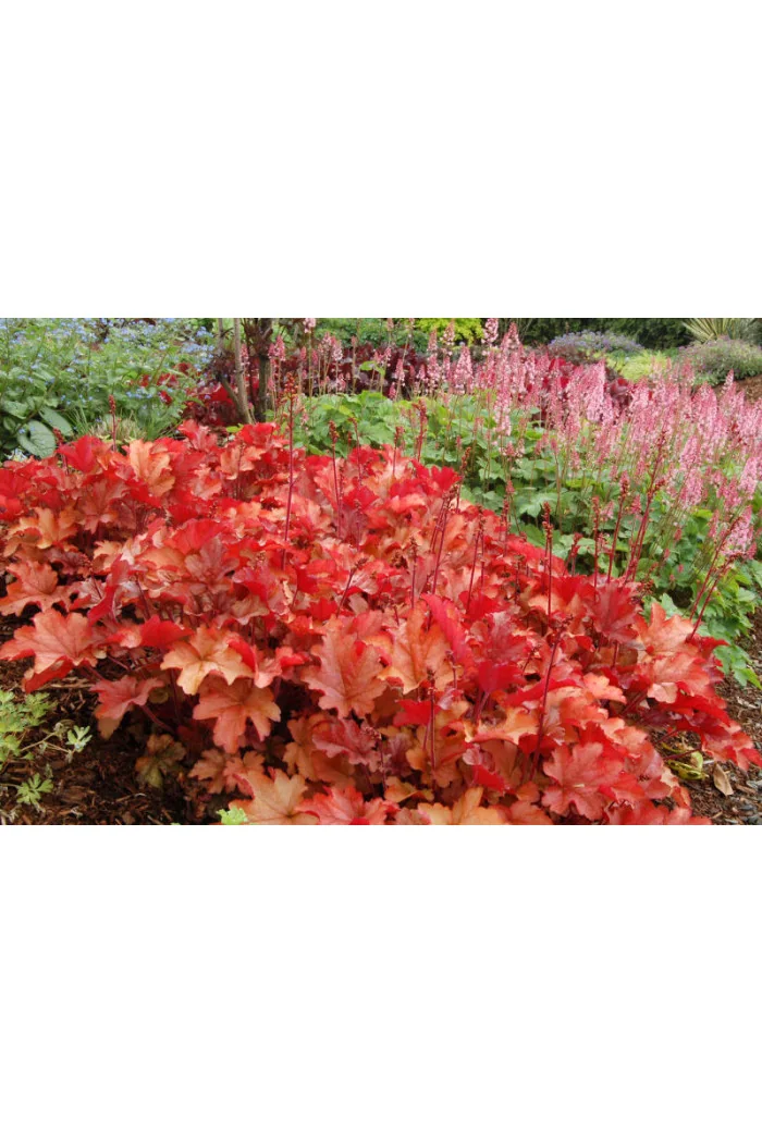 Żurawka 'Peach Flambe' Heuchera