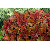Żurawka 'Peach Flambe' Heuchera