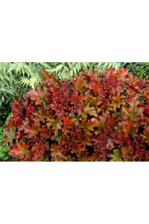 Żurawka 'Peach Flambe' Heuchera