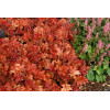 Żurawka 'Peach Flambe' Heuchera