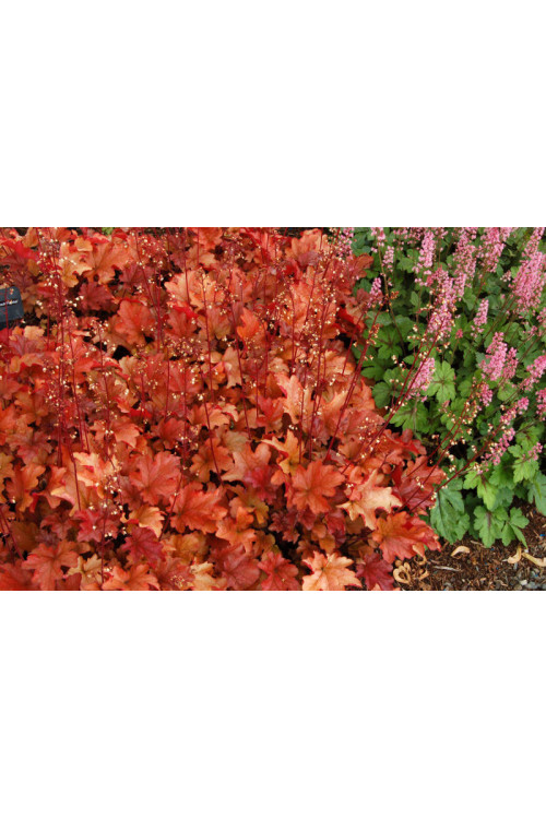 Żurawka 'Peach Flambe' Heuchera