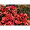 Żurawka 'Peach Flambe' Heuchera