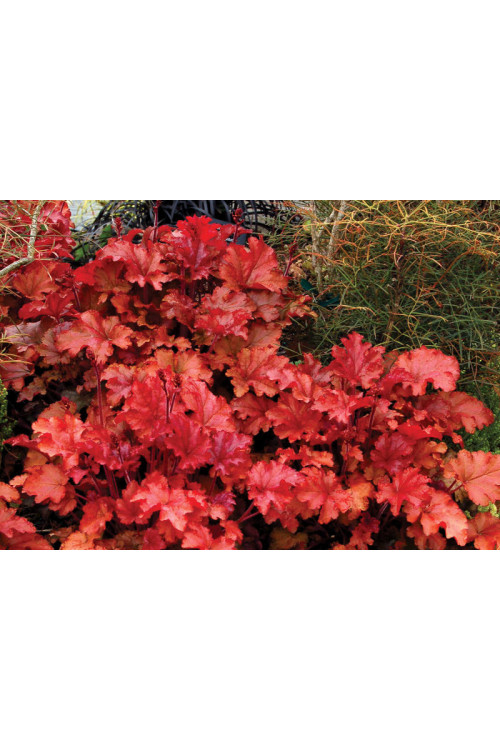 Żurawka 'Peach Flambe' Heuchera