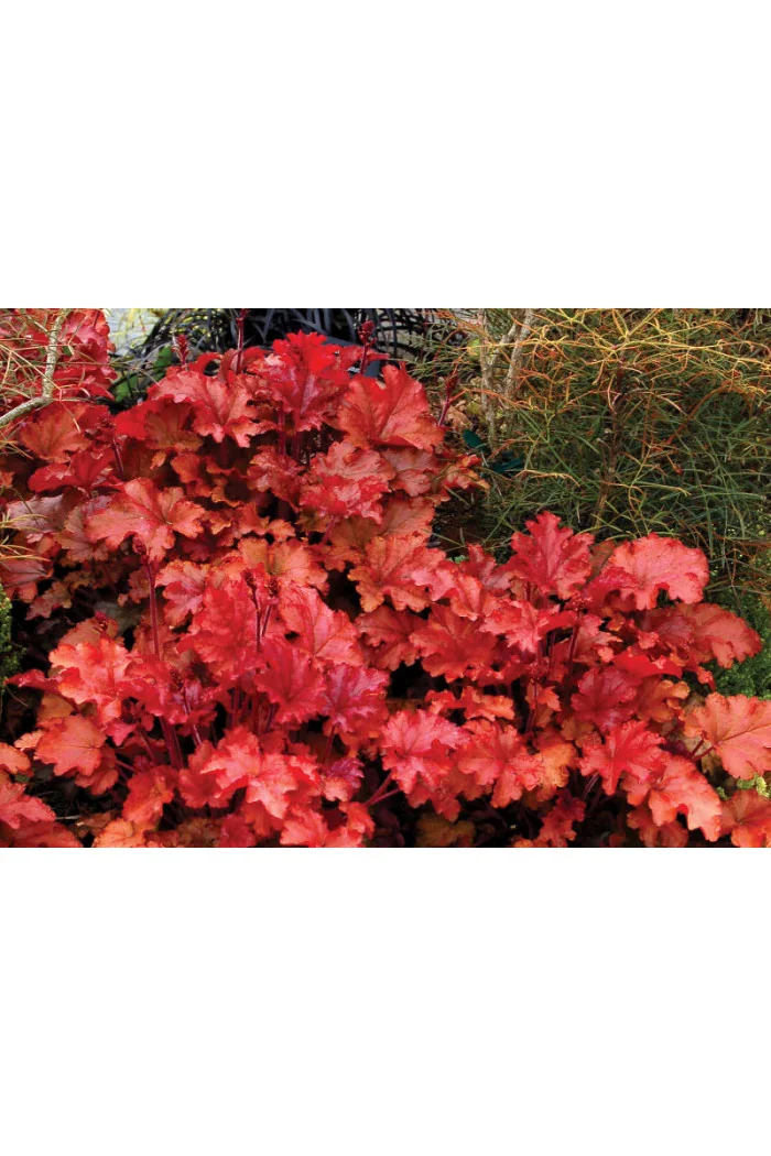 Żurawka 'Peach Flambe' Heuchera
