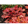 Żurawka 'Peach Flambe' Heuchera