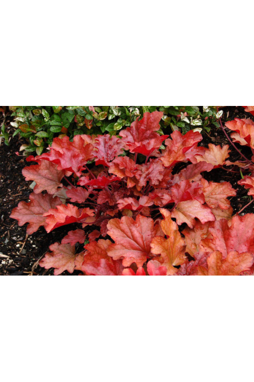 Żurawka 'Peach Flambe' Heuchera