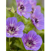 Bodziszek 'Rise and Shine' Geranium