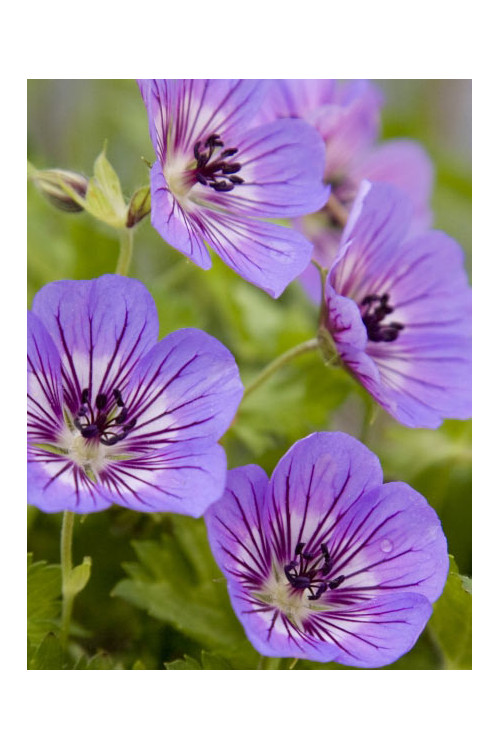 Bodziszek 'Rise and Shine' Geranium