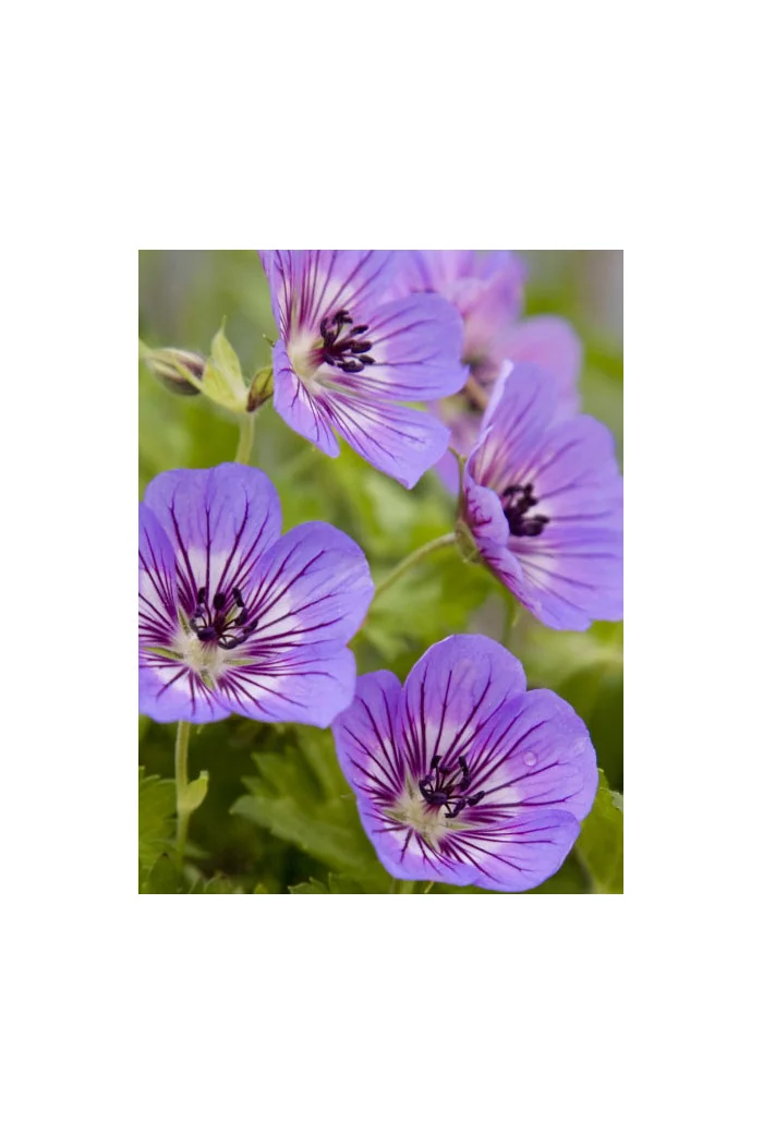 Bodziszek 'Rise and Shine' Geranium