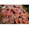 Żurawka 'Peach Flambe' Heuchera
