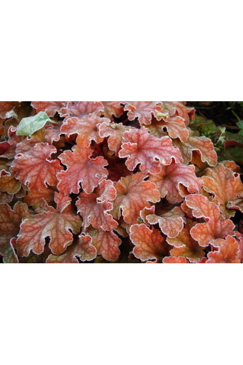 Żurawka 'Peach Flambe' Heuchera