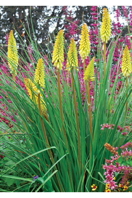 Trytoma 'Pineapple Popsicle' Kniphofia