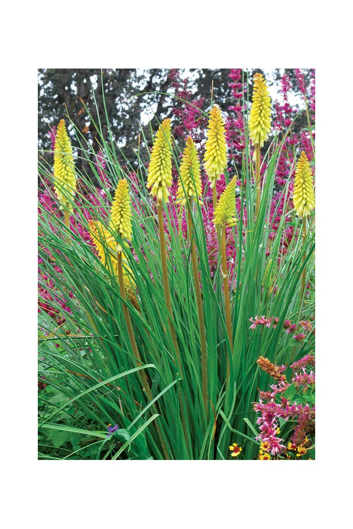 Trytoma 'Pineapple Popsicle' Kniphofia