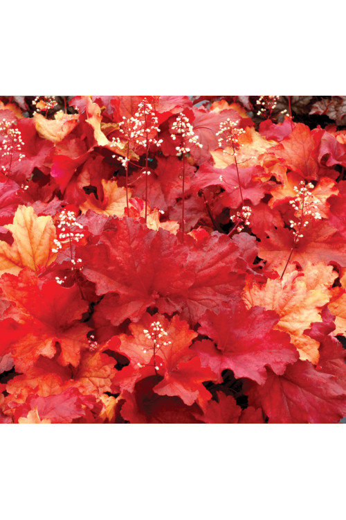 Żurawka 'Rio' | Heuchera