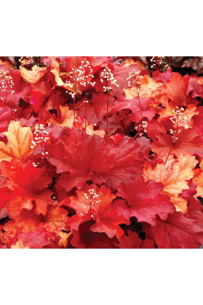 Żurawka 'Rio' | Heuchera