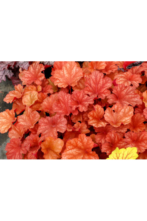 Żurawka 'Rio' | Heuchera