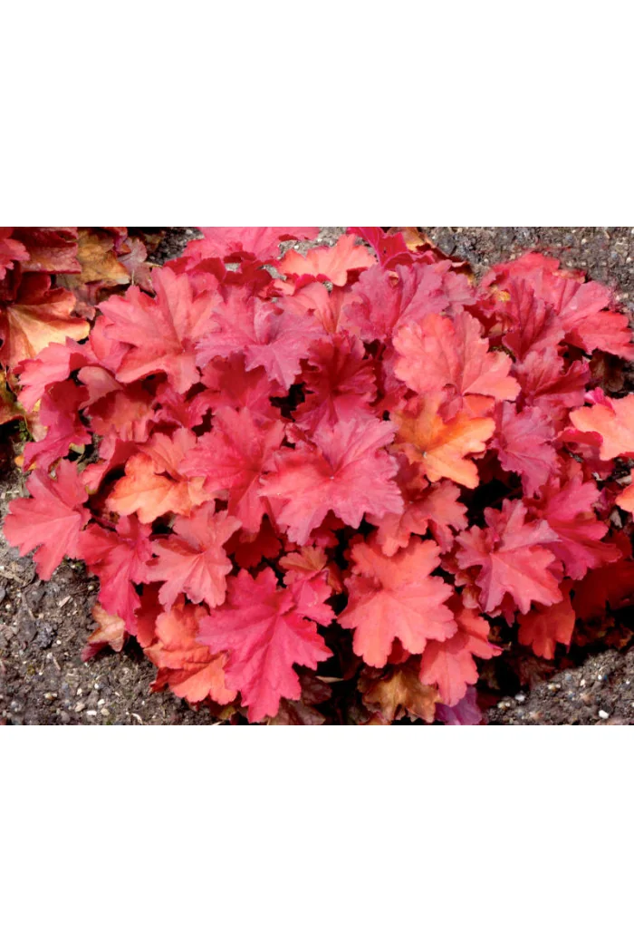 Żurawka 'Rio' | Heuchera