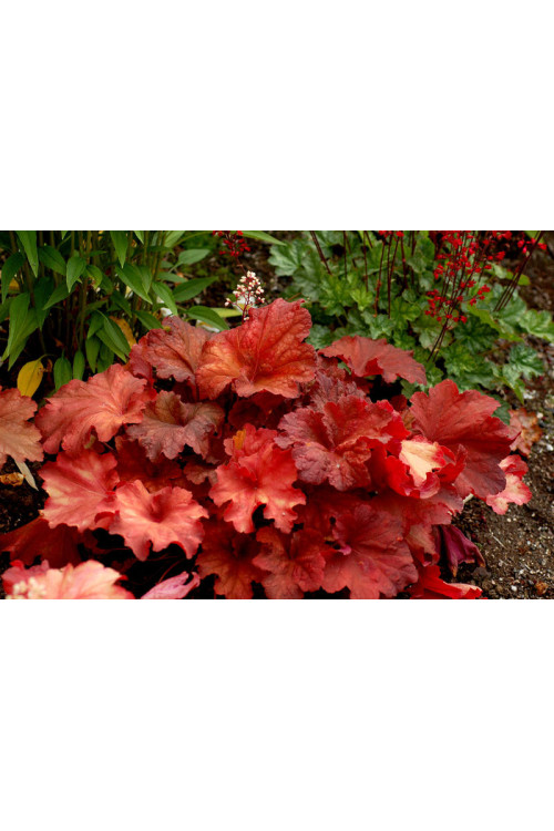 Żurawka 'Rio' | Heuchera