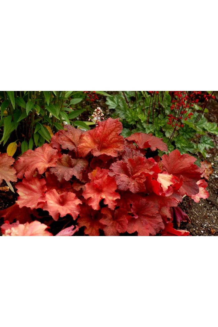 Żurawka 'Rio' | Heuchera