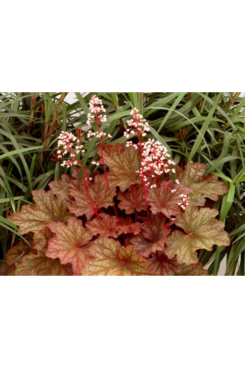 Żurawka 'Rio' | Heuchera