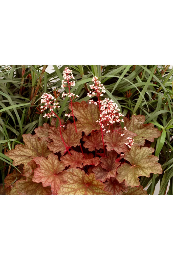 Żurawka 'Rio' | Heuchera