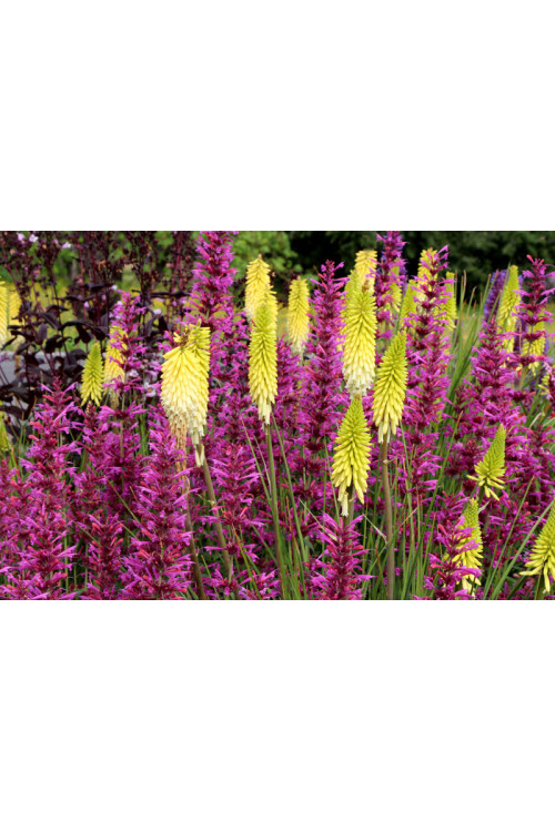 Trytoma 'Pineapple Popsicle' Kniphofia