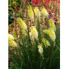 Trytoma 'Pineapple Popsicle' Kniphofia