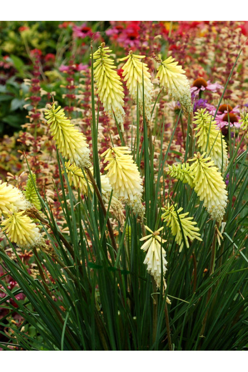 Trytoma 'Pineapple Popsicle' Kniphofia