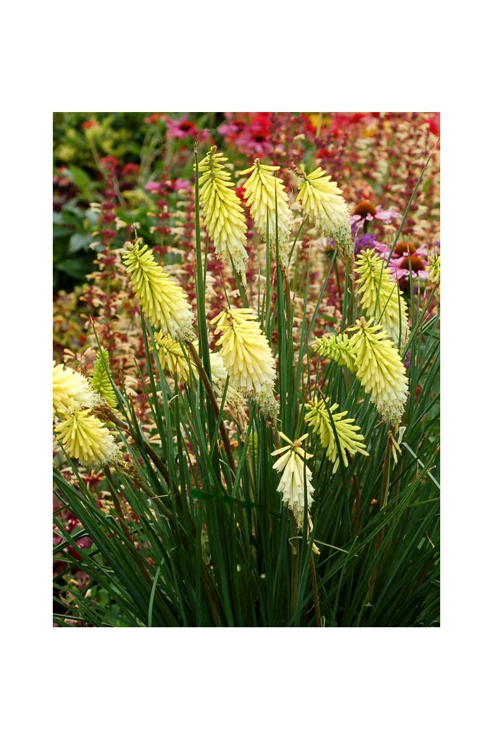 Trytoma 'Pineapple Popsicle' Kniphofia