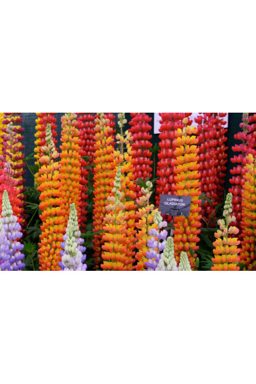 Łubin 'Gladiator' Lupinus