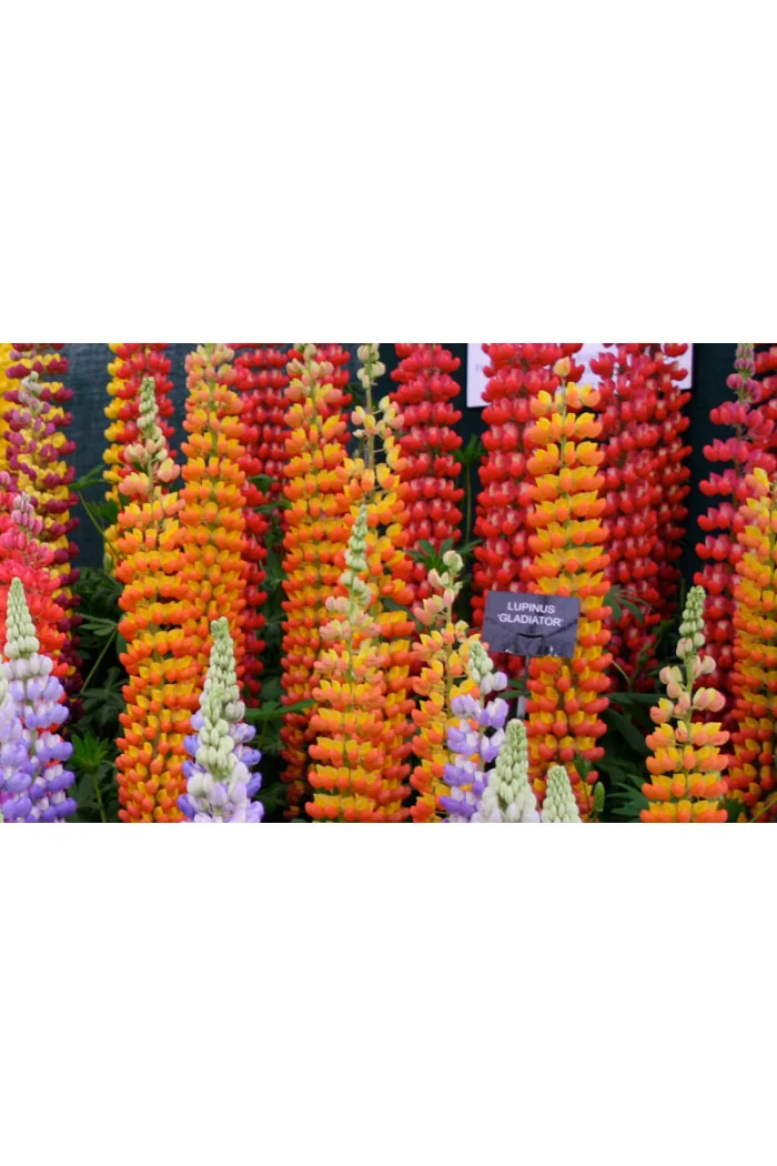 Łubin 'Gladiator' Lupinus