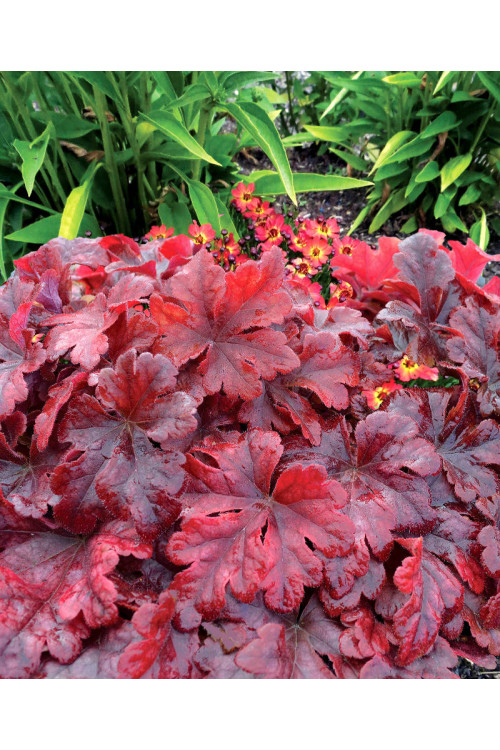 Żuraweczka 'Buttered Rum' | Heucherella