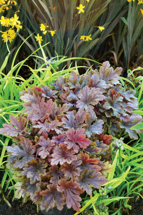 Żuraweczka 'Buttered Rum' | Heucherella