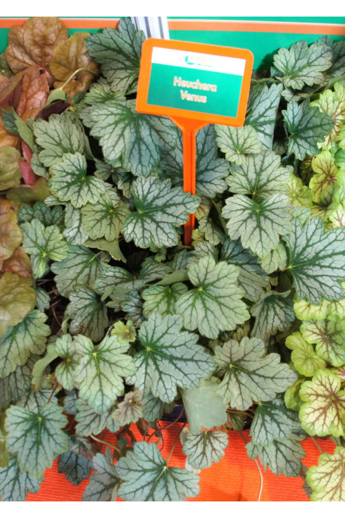 Żurawka 'Venus' | Heuchera