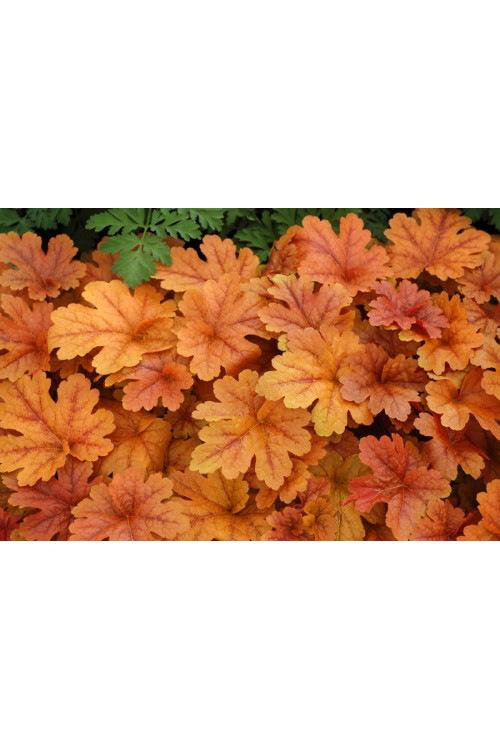 Żuraweczka 'Buttered Rum' | Heucherella