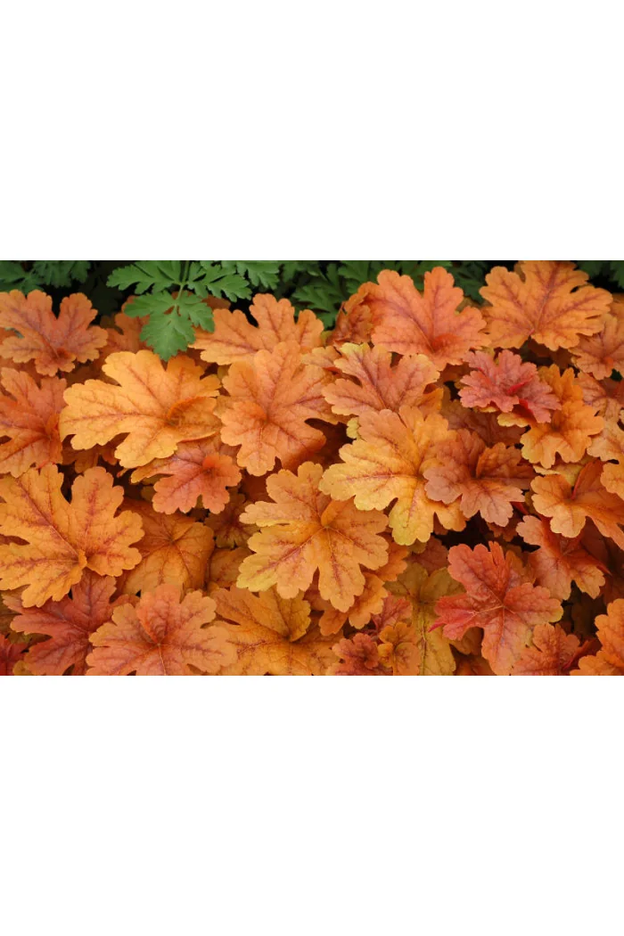 Żuraweczka 'Buttered Rum' | Heucherella