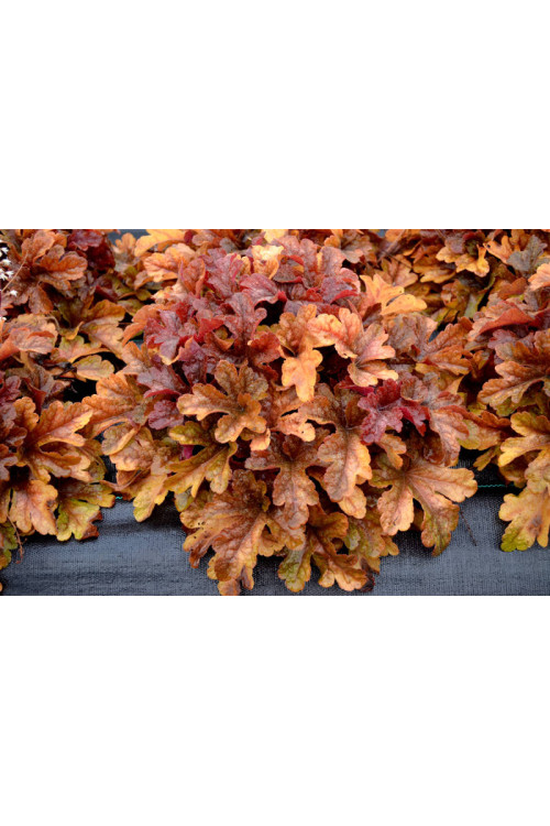 Żuraweczka 'Buttered Rum' | Heucherella