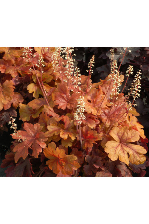 Żuraweczka 'Buttered Rum' | Heucherella