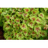 Żuraweczka (Żurawka) 'Fire Frost' Heucherella