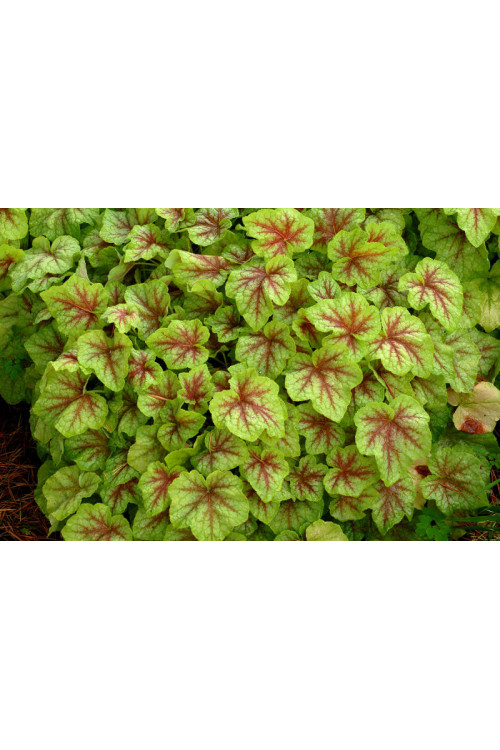 Żuraweczka (Żurawka) 'Fire Frost' Heucherella