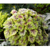 Żuraweczka (Żurawka) 'Fire Frost' Heucherella